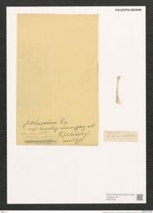 Gomphonema sp. (de-Toni-Nr.: Genus 37, Species 1734) Zeichnungen Sammlung Grunow (NHMW-BOT-W0370934)